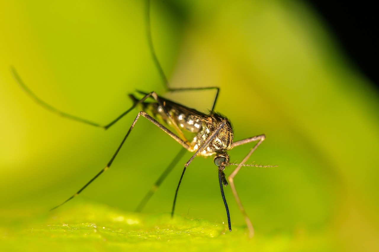 Poser une moustiquaire sur une fenêtre apprenez à installer une moustiquaire facilement pour protéger votre intérieur des insectes. guide complet étape par étape pour une installation réussie.